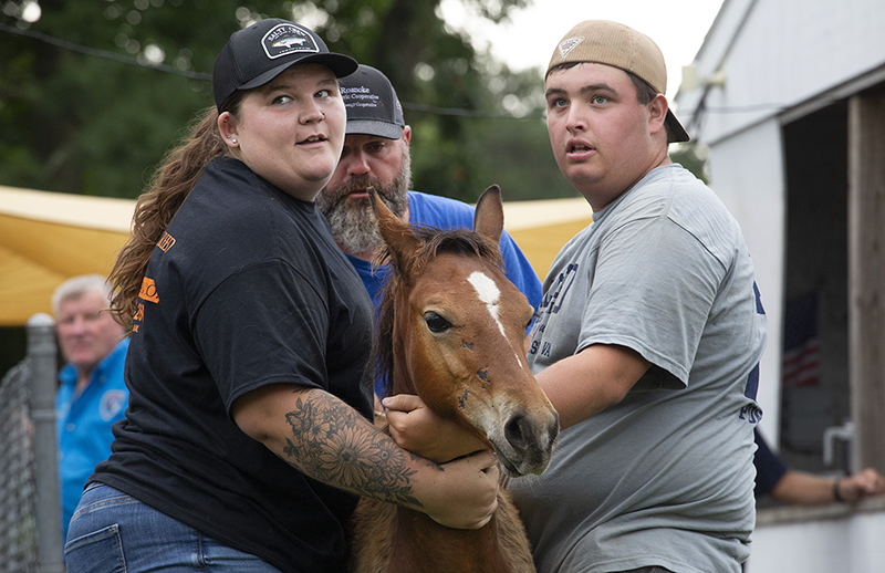 Chincoteague Wild Ponies : Richard Moore : Photographer : Photojournalist